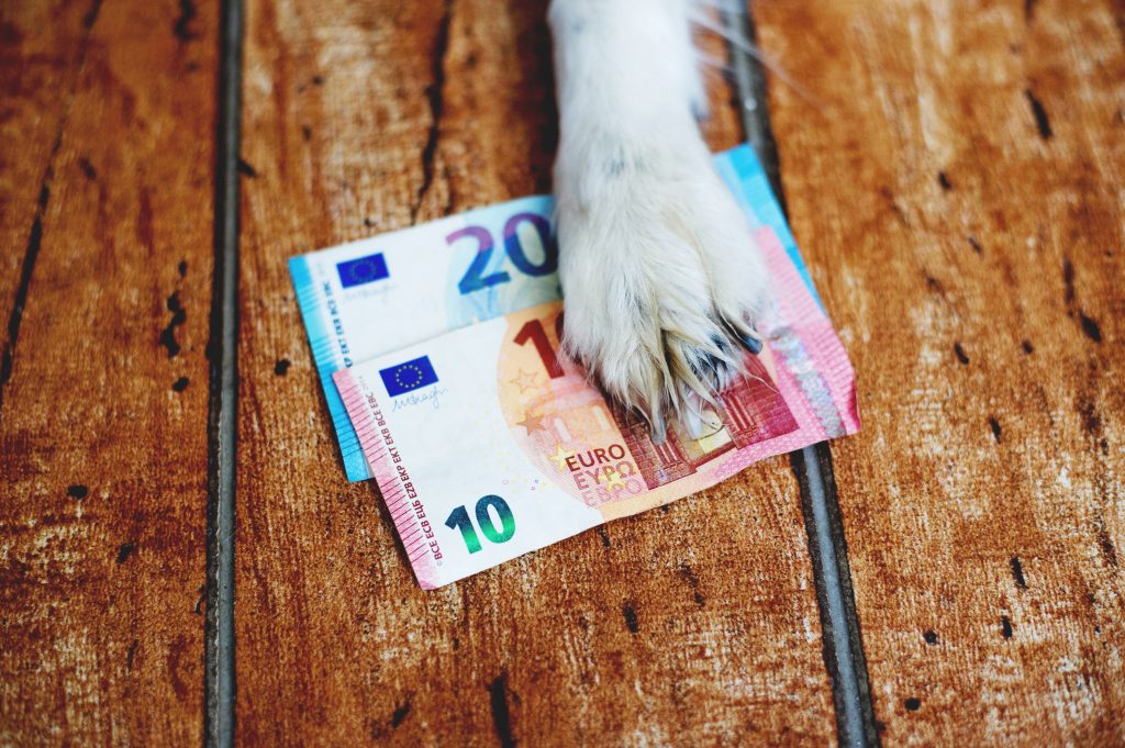 Hundepfote mit Geldscheine